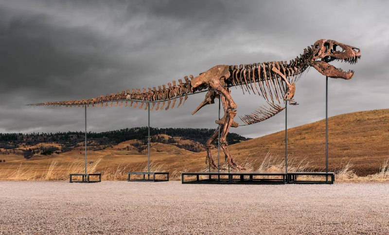 🦖 Nyu-Yorkdagi kimoshdi savdosida tiranozavr skeleti rekord summa — 50,1 million dollarga sotildi.